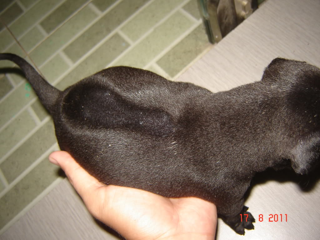 cachua01.jpg