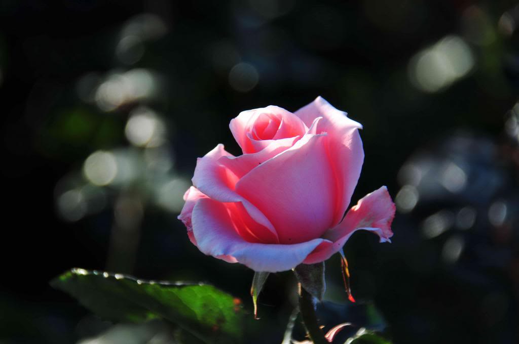 DSC_7153_zpsb447f766.jpg