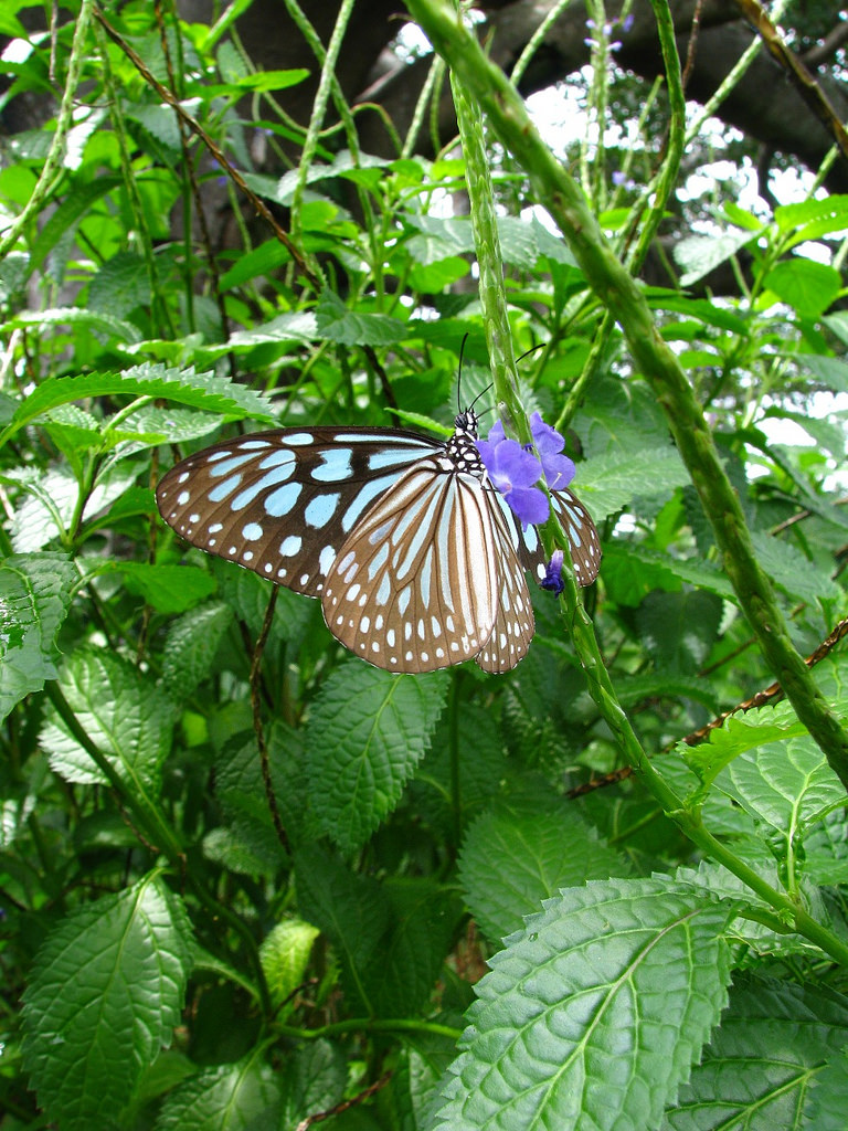 5157702573_c86271687d_b.jpg