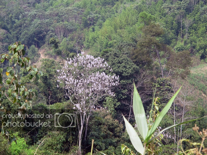 IMG_0875_zpsa3b07425.jpg