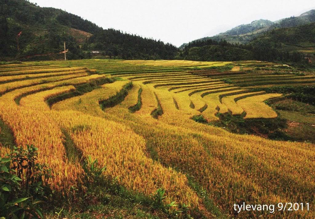 sapa-hang81.jpg