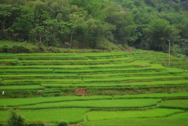 ruongbacthangpuluong_zpsa7091359.jpg