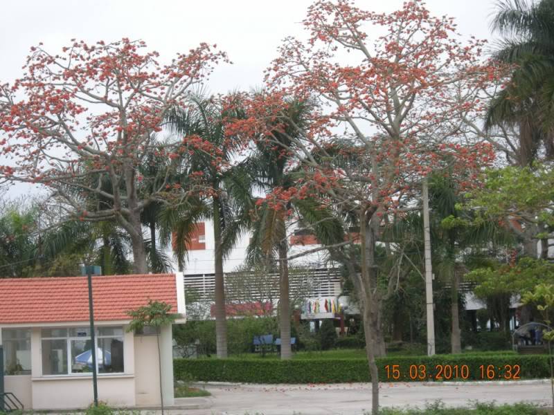 HoaGaoBT21800x600.jpg