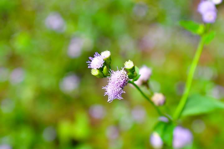 DSC_5918.jpg