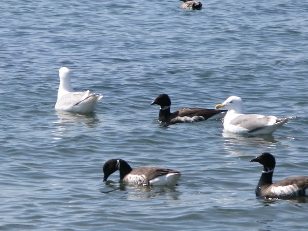 IMG_3638_resize.jpg