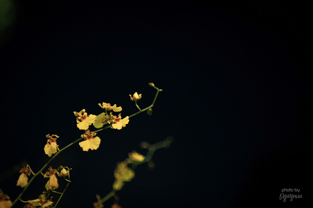 6736699929_7e35db84ab_z.jpg