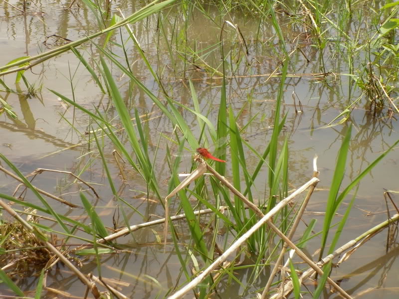 P1000344.jpg
