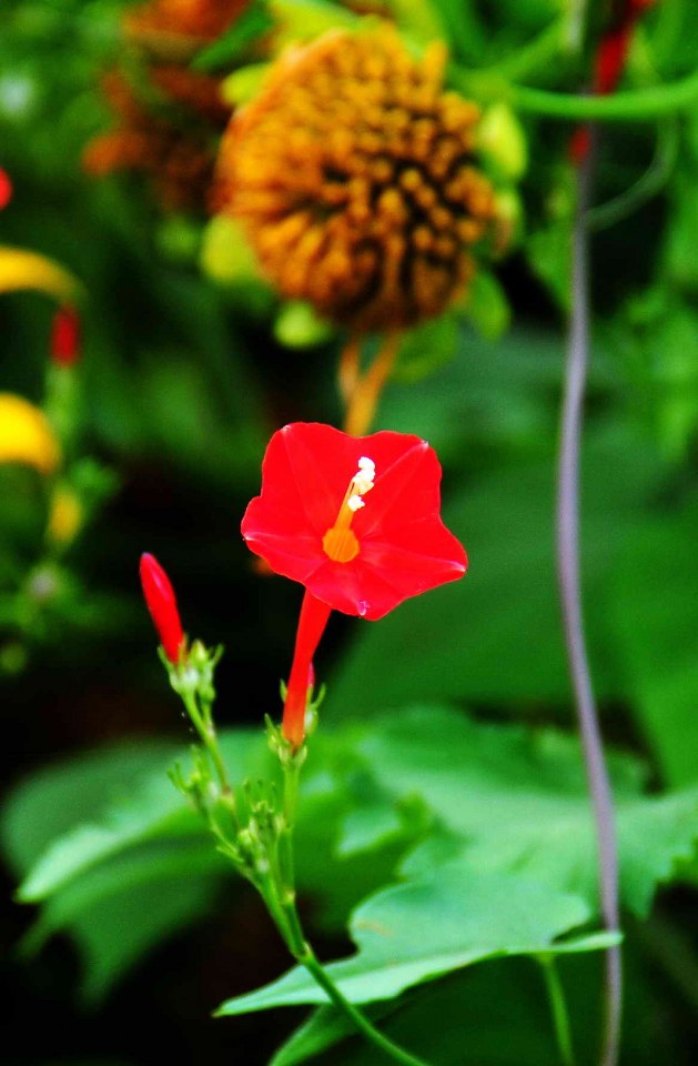 DSC_3226_629x960.jpg