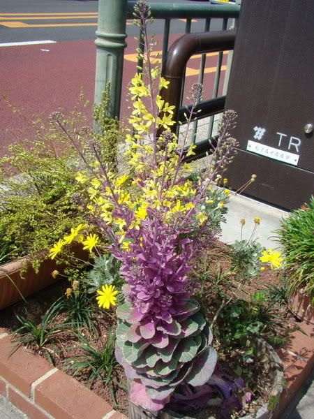 DSC02313_resize.jpg