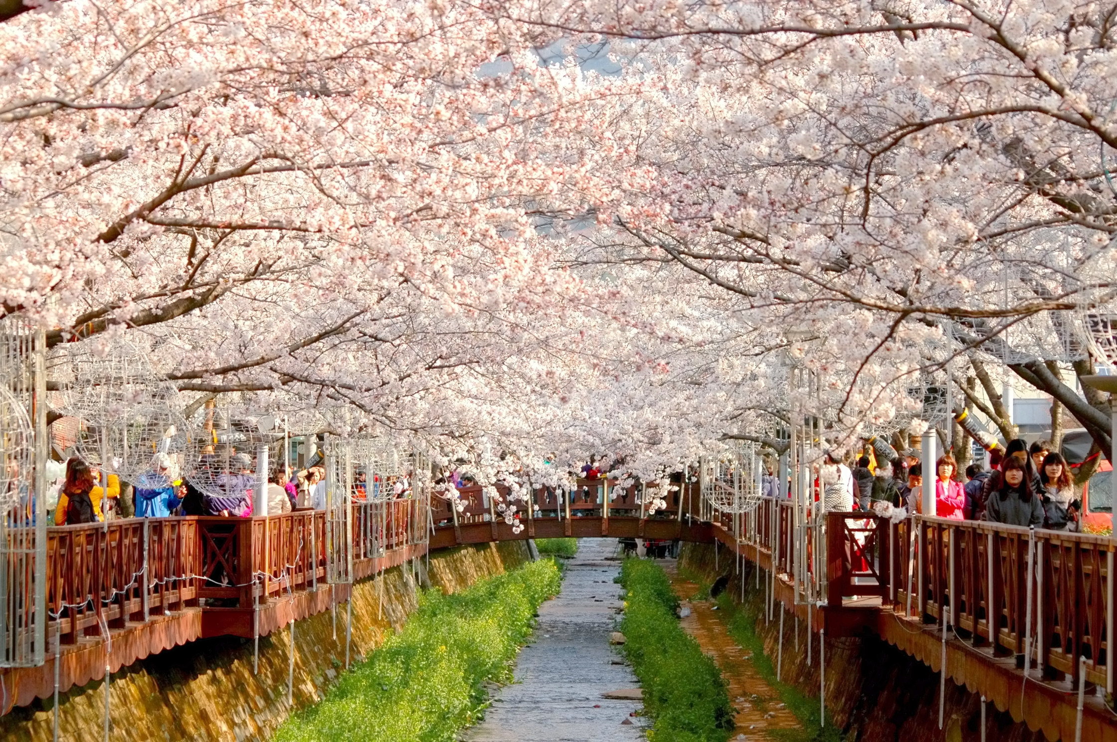 jinhae-375-modified-modified2.jpg