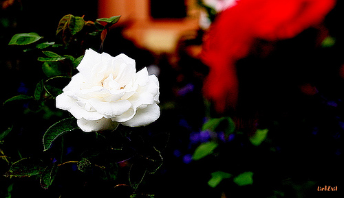 3078225083_6f39e5212c.jpg
