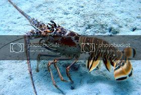 images112707_tomhum-1.jpg