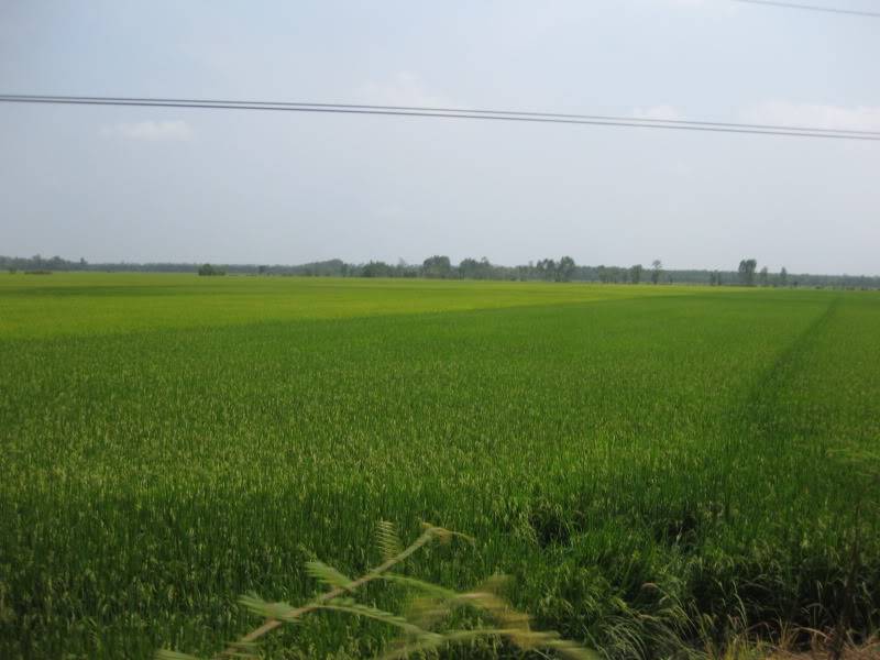 DongThapTET2011377.jpg