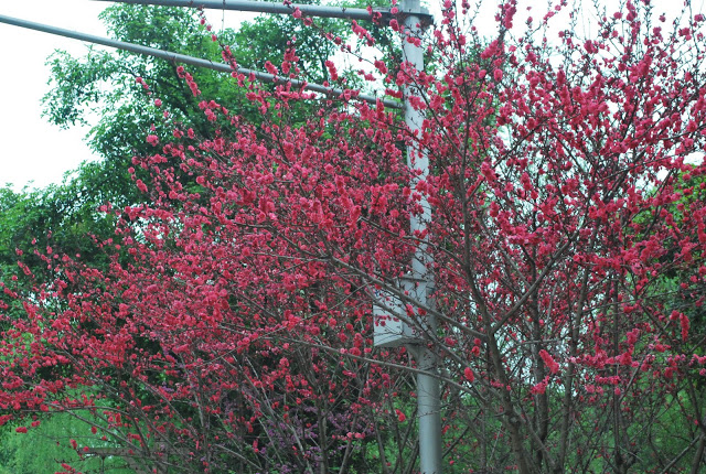 DSC_1904.JPG