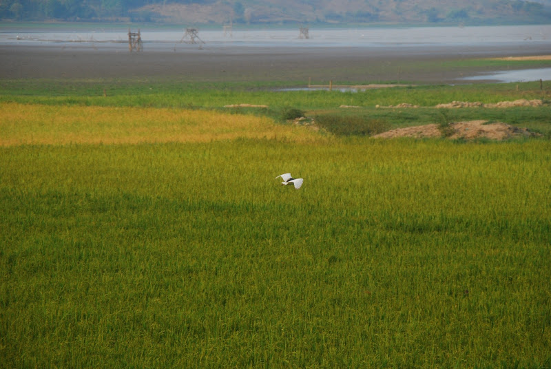 DSC_0528.JPG