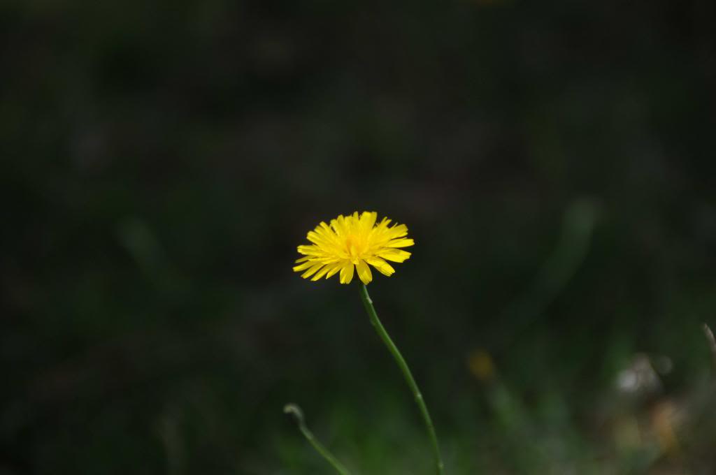 DSC_4936_zps1cc836e0.jpg