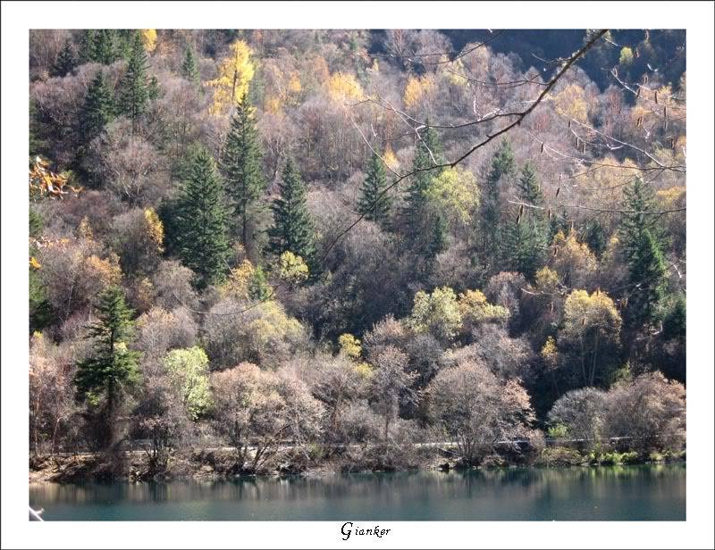 R-Forest5.jpg