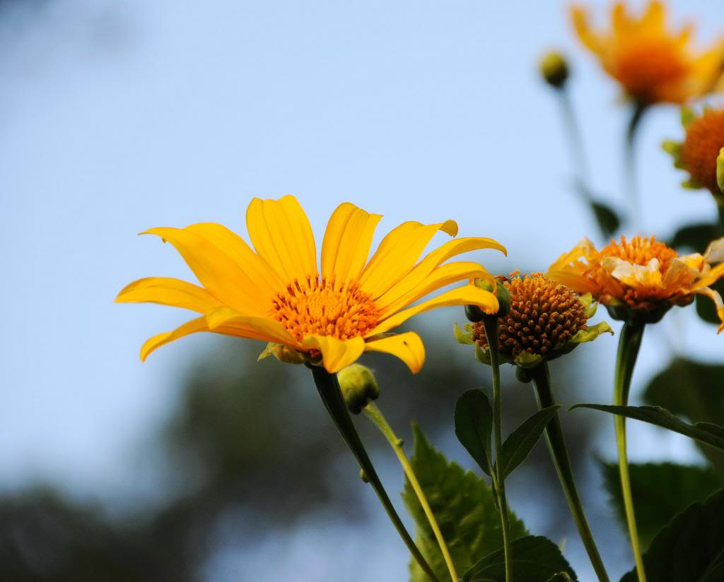 DSC_1733_zps48308f10.jpg