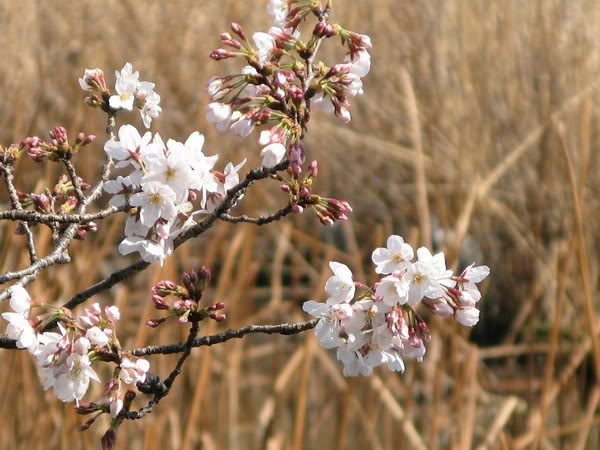 IMG_2424_resize.jpg