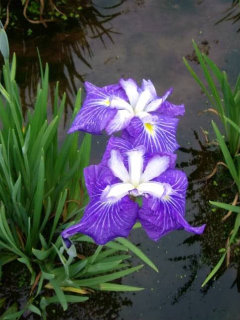 IMGP0008.jpg