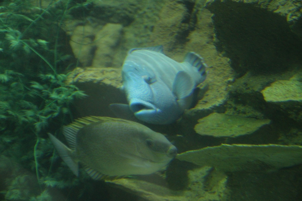 IMG_1814_zpszveocpvn.jpg