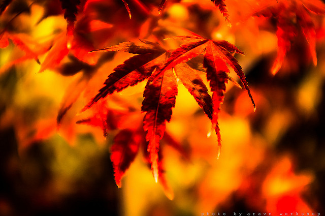 8934513805_870d10e19f_z.jpg