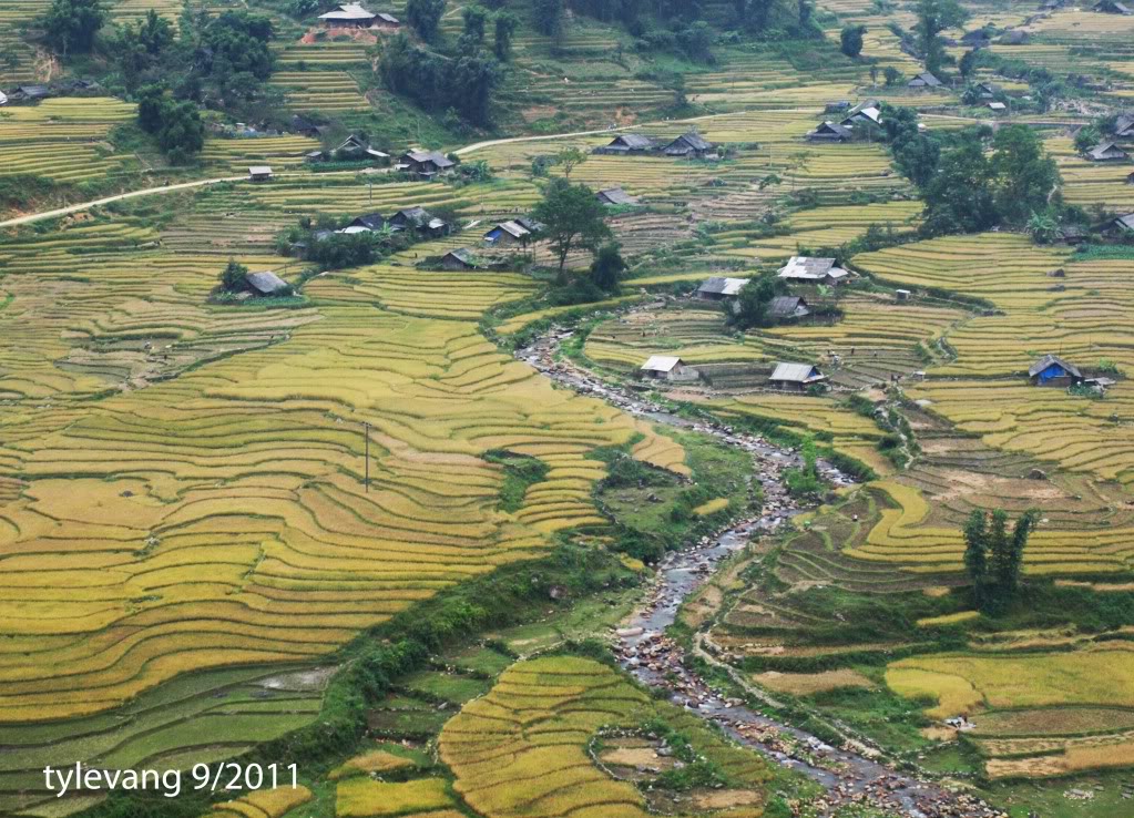 sapa81.jpg