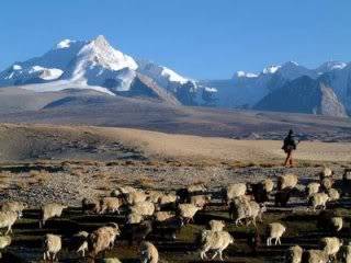sheep_altai.jpg
