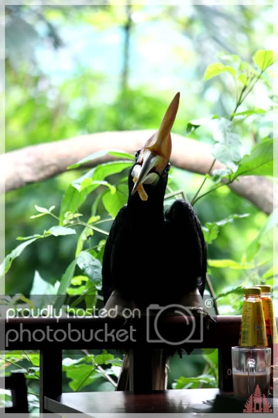 birdpark37.jpg