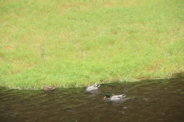IMG_2654resize.jpg