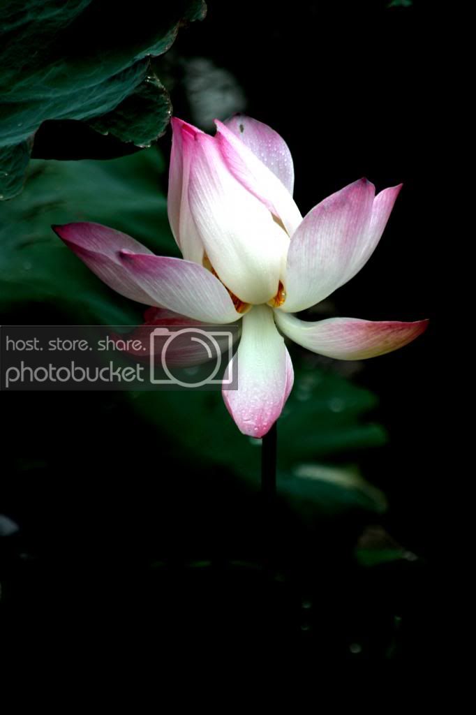 IMG_3078_zps9d7d7a06.jpg