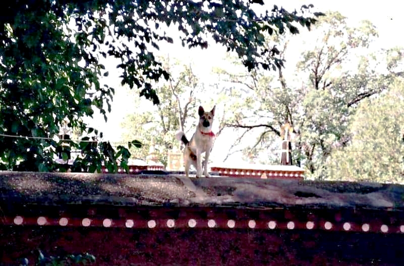 Guard_dog_on_Norbulingka_wall.JPG