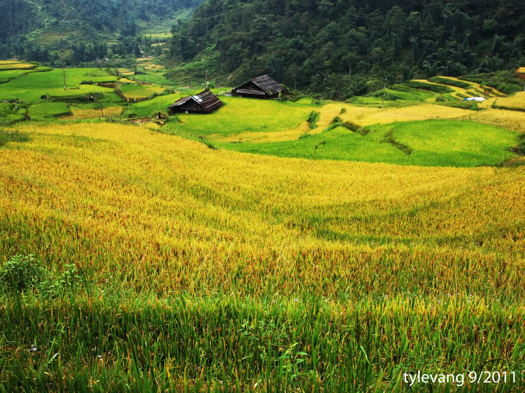 sapa160.jpg