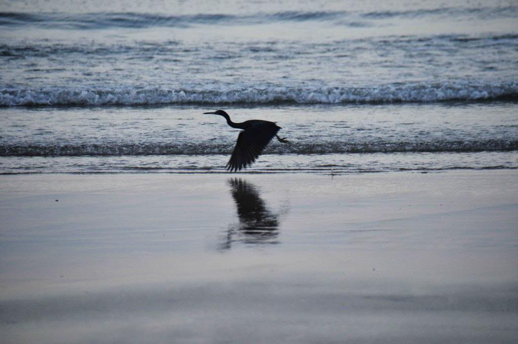 DSC_1978_zpse4aded95.jpg