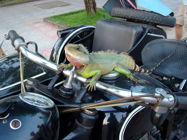 DSC03508.jpg