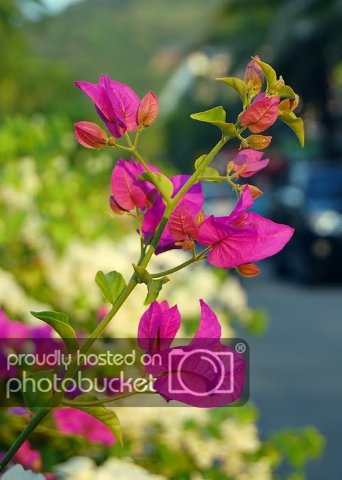 DSC_6606_resize.jpg