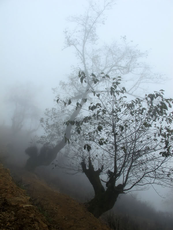 HongNgai2011562.jpg