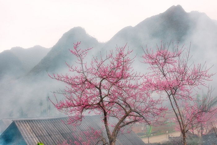 Mùa hoa đào Hà Giang.