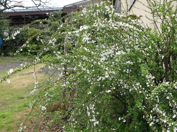 IMG_0675_resize.jpg