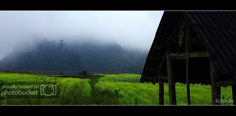 hoacaivang.jpg