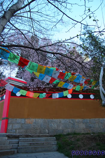shangri-la179.jpg