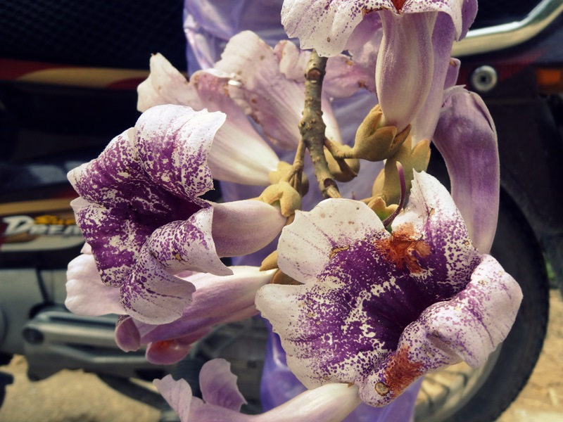 DSC08929_zpse6179613.jpg