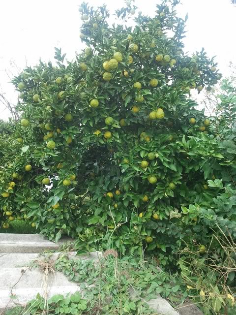 2011-11-06132605.jpg