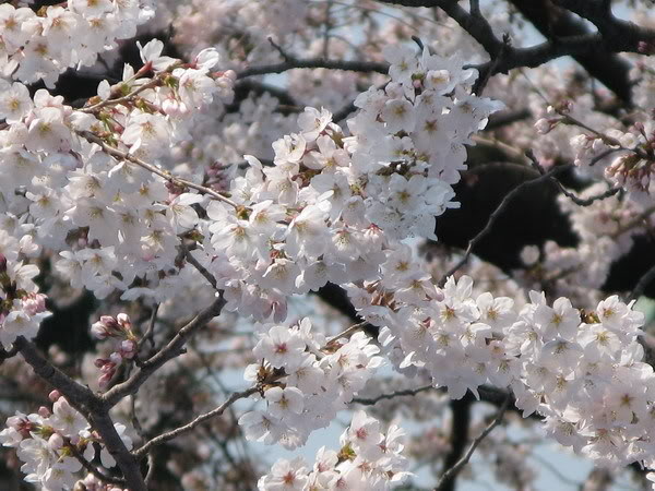 IMG_2252_resize.jpg