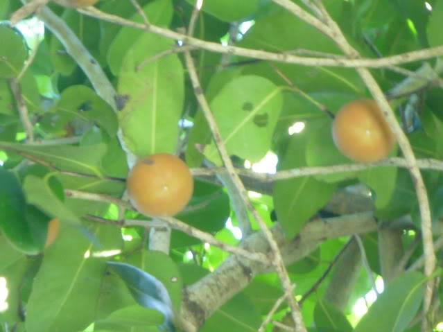 P1040366_resize.jpg