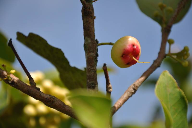 DSC_0245.jpg