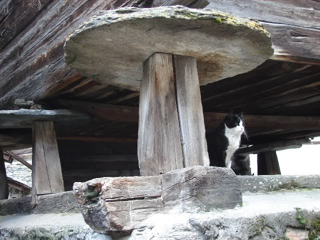 DSC09838.jpg