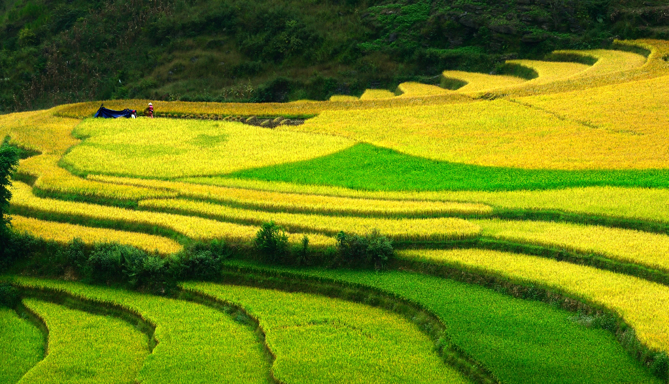 Ve-may-bay-di-Ha-Giang.jpg