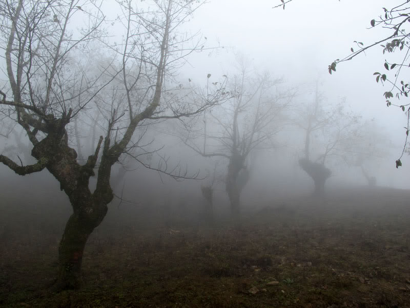 HongNgai2011557.jpg