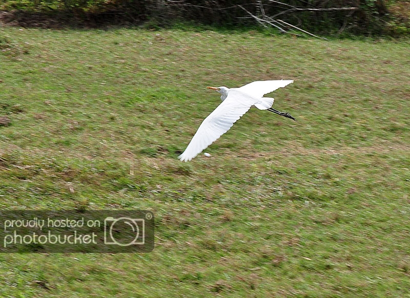 DSC_2133_zps25f262bb.jpg